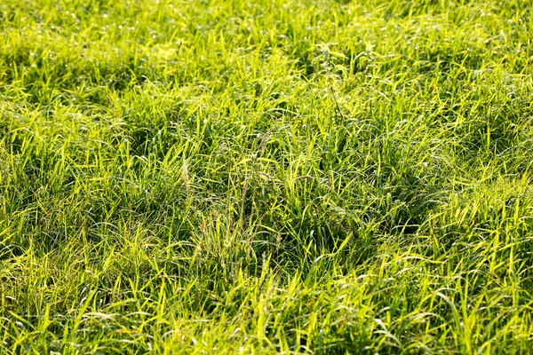 Grass macro-achtergrond 50 megapixels — Stockfoto