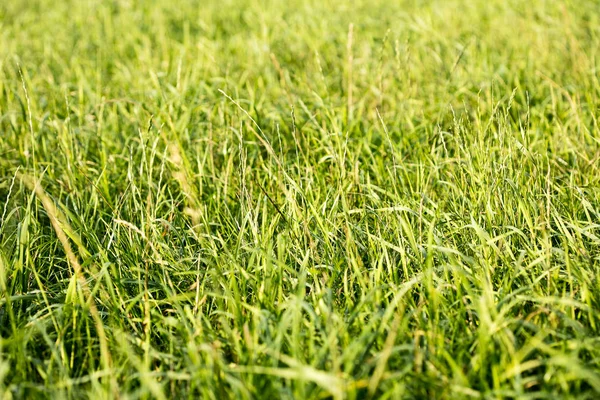 Grass macro-achtergrond 50 megapixels — Stockfoto