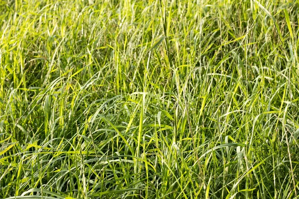 Grass macro-achtergrond 50 megapixels — Stockfoto