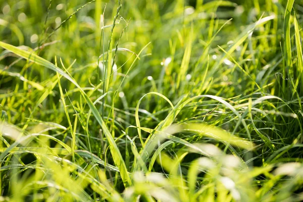 Grass macro-achtergrond 50 megapixels — Stockfoto