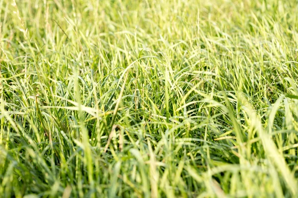 Grass macro-achtergrond 50 megapixels — Stockfoto