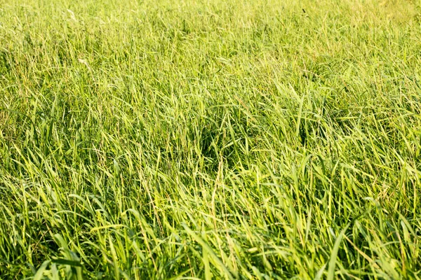 Gräs makro bakgrund 50 megapixlar — Stockfoto