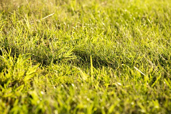 Трава макро фон п'ятдесят мегапікселів — стокове фото