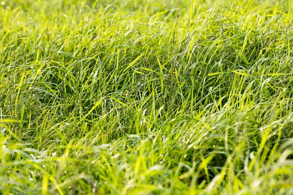 Gräs makro bakgrund 50 megapixlar — Stockfoto