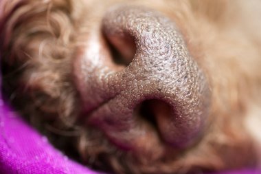 Kahverengi köpek burun makro portre lagotto romagnolo elli megapiksel