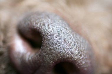 Kahverengi köpek burun makro portre lagotto romagnolo elli megapiksel