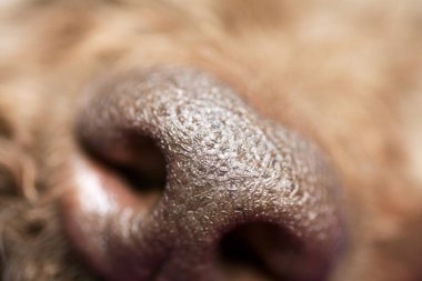 Kahverengi köpek burun makro portre lagotto romagnolo elli megapiksel