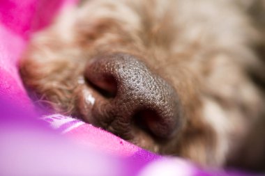 Kahverengi köpek burun makro portre lagotto romagnolo elli megapiksel