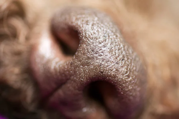 Braune Hundenase Makro Portrait lagotto romagnolo fünfzig Megapixel hochwertige Drucke — Stockbild Braune Hundenase Makro Portrait lagotto romagnolo fünfzig Megapixel — Stockfoto