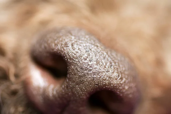 Brown dog nose macro portrait lagotto romagnolo fifty megapixels — Stock Photo, Image