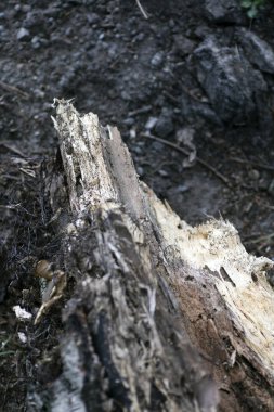 Eski ahşap makro parça elli megapiksel 