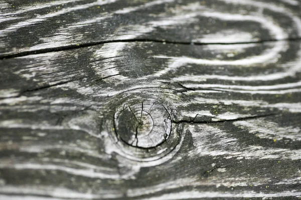 Old wood lines age rings macro trip background fifty megapixels — Stock Photo, Image