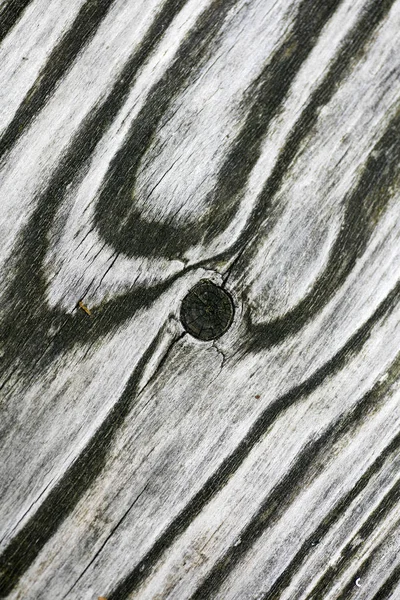 Régi fa vonalak kor gyűrű makró utazás háttér 50 megapixel — Stock Fotó