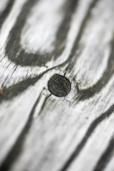 Stare drewno linie wiek pierścienie makro podróż tło 50 megapikseli — Zdjęcie stockowe