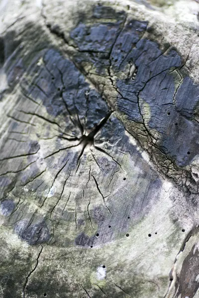 Piece of old wood macro fifty megapixels — Stock Photo, Image