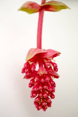 Medinilla magnifica makro çiçek Melastomaceae aile elli mega