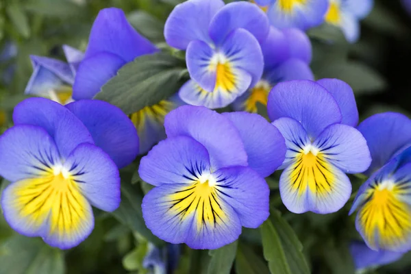 Flower viola tricolor family viloceae fifty megapixels — Stock Photo, Image
