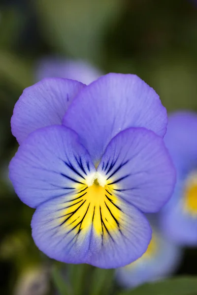 Fiore viola tricolore famiglia viloceae cinquanta megapixel — Foto Stock