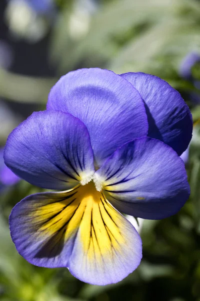 Flor viola tricolor família viloceae cinquenta megapixels — Fotografia de Stock