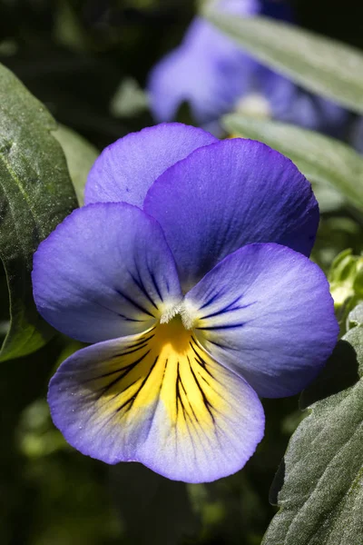 Kwiat Viola tricolor rodzina viloceae 50 megapikseli — Zdjęcie stockowe