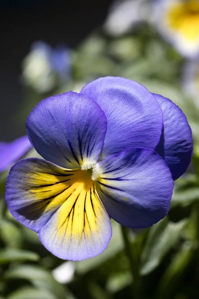 Kwiat Viola tricolor rodzina viloceae 50 megapikseli — Zdjęcie stockowe