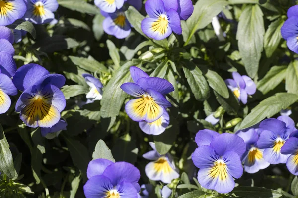 Flor viola tricolor familia viloceae cincuenta megapíxeles — Foto de Stock