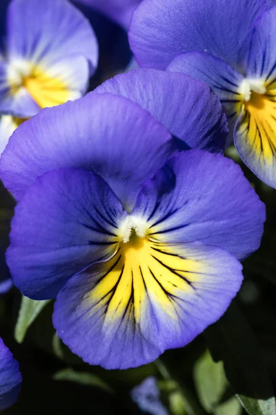 Fleur alto tricolore famille viloceae cinquante mégapixels — Photo