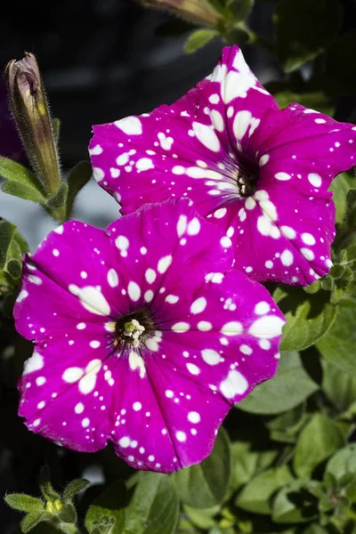 Flor petunia hybrida familia solanaceae cincuenta megapíxeles — Foto de Stock