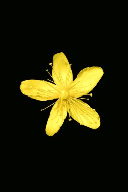 Yabani çiçek makro hypericum nummularium aile hyperiacaceae fif