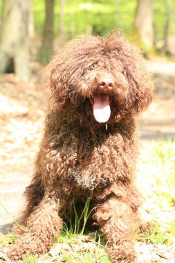 Uzun saçlı asi portre yüksek kaliteli köpek 
