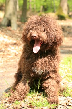 Uzun saçlı asi portre yüksek kaliteli köpek 