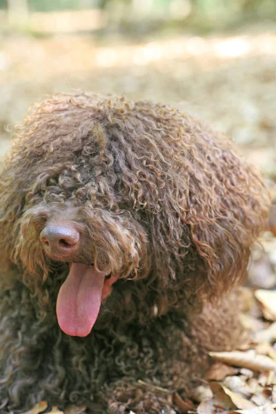 Cão com cabelo longo rebelde retrato de alta qualidade — Fotografia de Stock