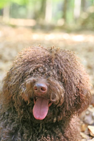 Собака с длинными волосами бунтарский портрет высокого качества — стоковое фото