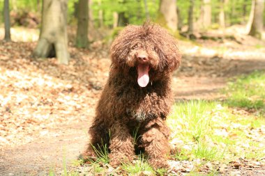 Uzun saçlı asi portre yüksek kaliteli köpek 