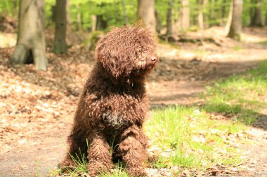 Uzun saçlı asi portre yüksek kaliteli köpek 