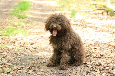 Uzun saçlı asi portre yüksek kaliteli köpek 