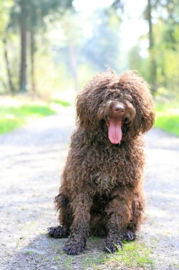 Uzun saçlı asi portre yüksek kaliteli köpek 