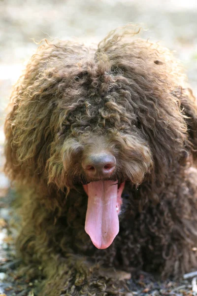 Hund med långt hår Rebel porträtt hög kvalitet — Stockfoto
