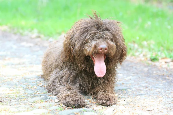 Hund mit langen Haaren Rebell Porträt hohe Qualität — Stockfoto