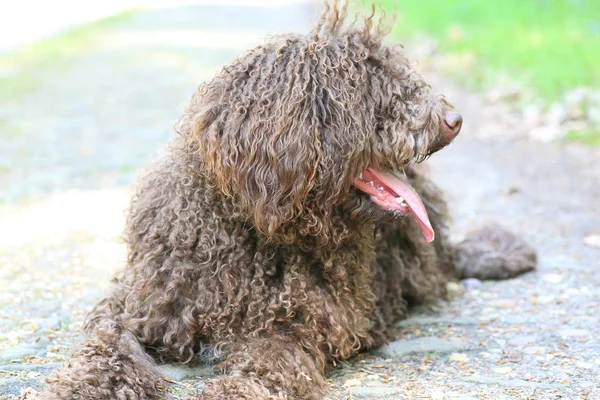 Chien aux cheveux longs portrait rebelle de haute qualité — Photo