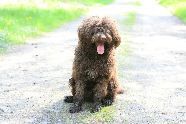 Hund mit langen Haaren Rebell Porträt hohe Qualität — Stockfoto