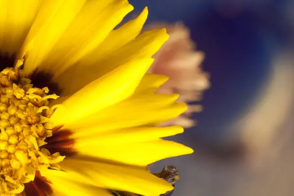 Sarı yabani çiçek makro arka plan yüksek kaliteli baskılar 
