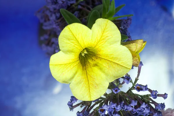 Petunie hybridní žlutá květina pozadí makro vysoká kvalita tisk — Stock fotografie