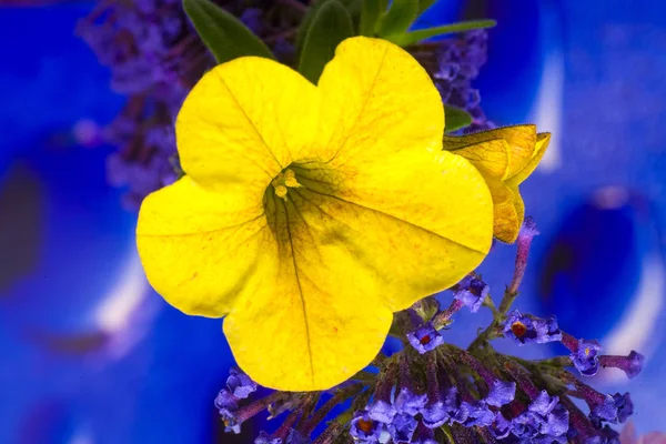 Petunia híbrido amarelo flor macro fundo impressão de alta qualidade — Fotografia de Stock