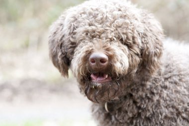 Uzun saç portre makro yüksek kaliteli baskılar ile Köpek