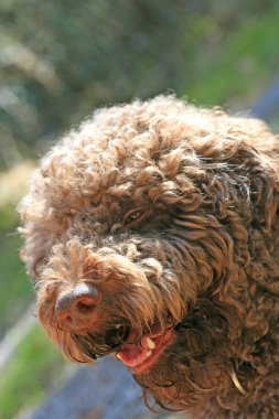 Uzun saç portre makro yüksek kaliteli baskılar ile Köpek