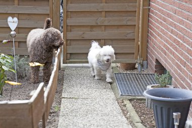 Küçük beyaz kıvırcık köpek ve lagotto romagnolo açık portre mod