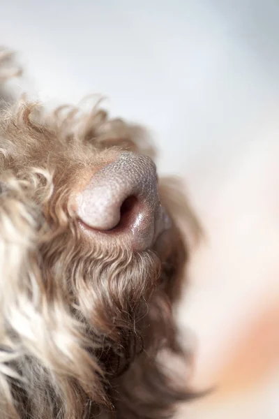 Uzun saç portre makro yüksek kaliteli baskılar ile Köpek