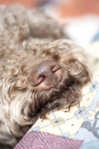 Cão com cabelos longos retrato macro impressões de alta qualidade — Fotografia de Stock