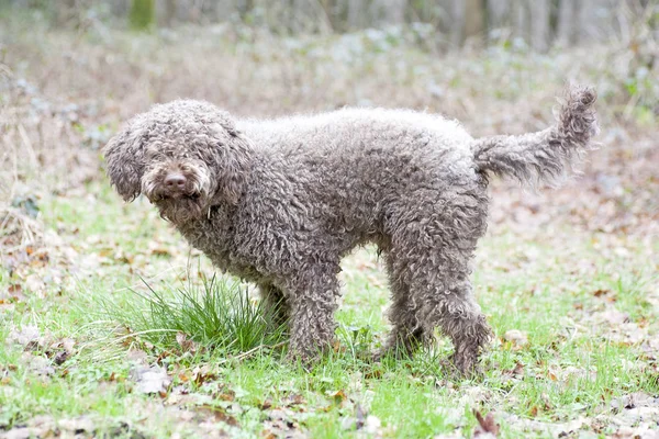 Hund mit langen Haaren Portrait Makro hochwertige Drucke — Stockfoto